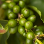 Kawa z upraw ekologicznych